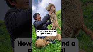 How To Make Friends With A Groundhog Bring Your Favorite Cookies