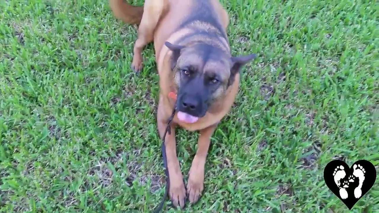 Houston dog training | Beautiful Akita mix Sophie learning basic obedience camera iphone 8 plus apk