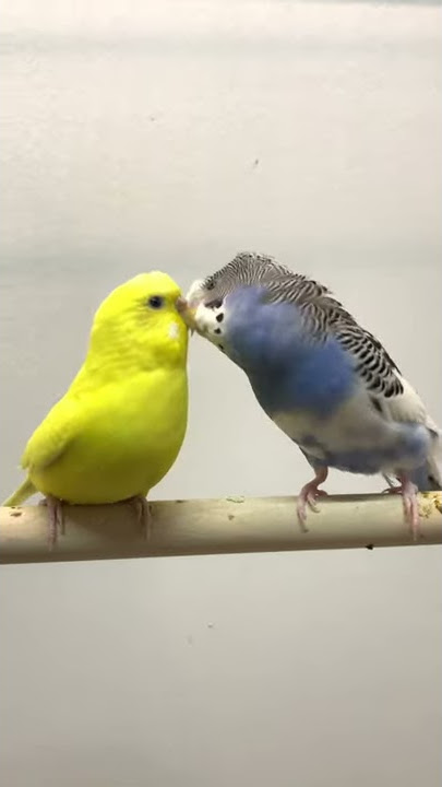Suara Perkembangbiakan dan Perkawinan Burung Parkit