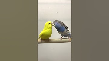 Budgie Breeding and Mating Sounds
