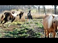 Introducing Our New Horse To The Herd  You Won&#39;t Believe What Happened! Day 304 (11/04/20)