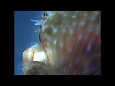 Small Bivalve with foot out and heart and foot visible through shell