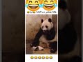 هكذا يعطس دب الباندا