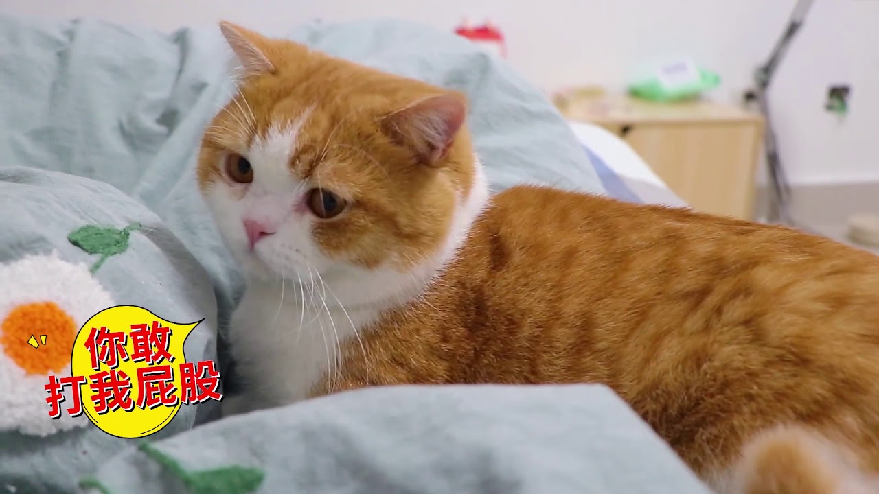 橘猫被翻牌子要 侍寝 一进卧室小表情秒变 铲屎官 演接着演 Youtube