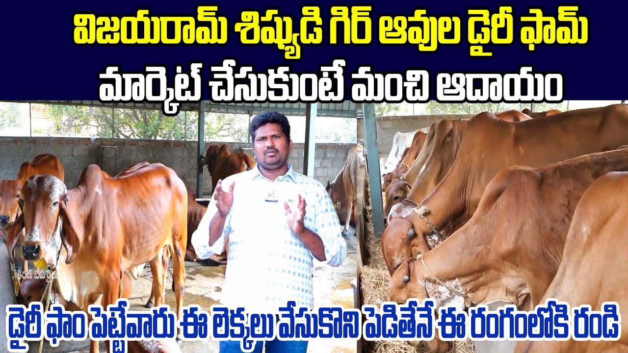 మా డైరీలో ఒక గిర్ ఆవు రోజుకు 22 లీటర్ల పాలు దిగుబడి | Gir Cow Dairy Farm | Kiran TV Rythu