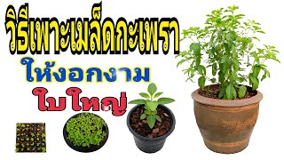 วิธีการเพาะเมล็ดกะเพรา ให้งอกงาม ใบใหญ่