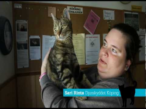 Video: Kosthold Og Tannhelse Hos Katter