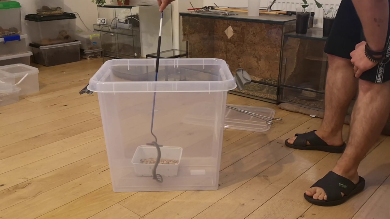 snake oil Black Mamba Unboxing; Preparation for a Health Check-up