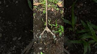 The Idea of Tying Two Central Tent Pegs Into One #knot #tips #rope