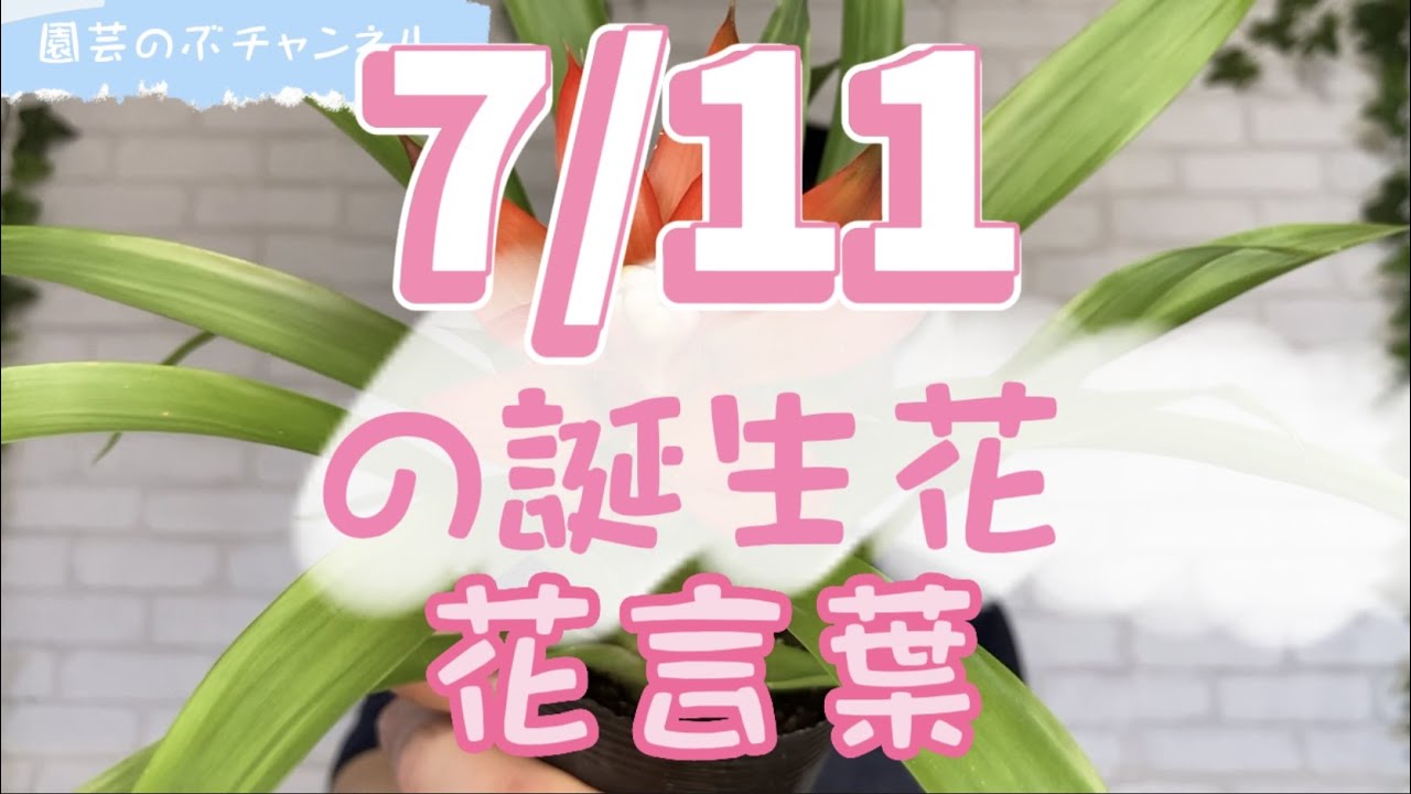 July 11th Birth Flower and its Meaning [Nobu Gardening Channel