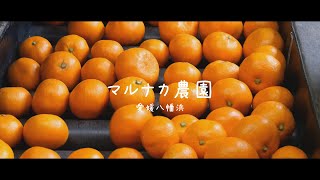 【みかん農家】愛媛八幡浜マルナカ農園　選果梱包作業