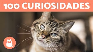 100 CURIOSIDADES sobre los GATOS que te sorprenderán 🐱🐾