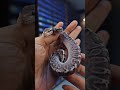 Man I love GHI and Pastel together! . . . #eternalmorphs #burmball #ballpython #burmesepython #pyth