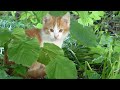 Feral kittens playing under a tree