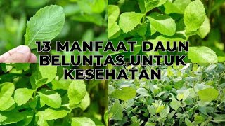 Daun Beluntas, 13 Manfaat Daun Beluntas untuk Kesehatan Update