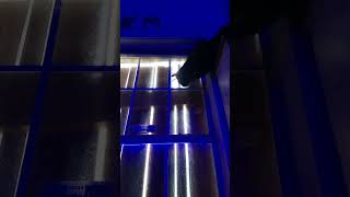 Cat vs Wasp 2