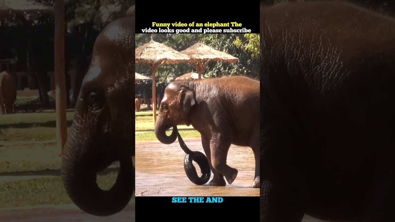 The elephant started playing with the car tire
