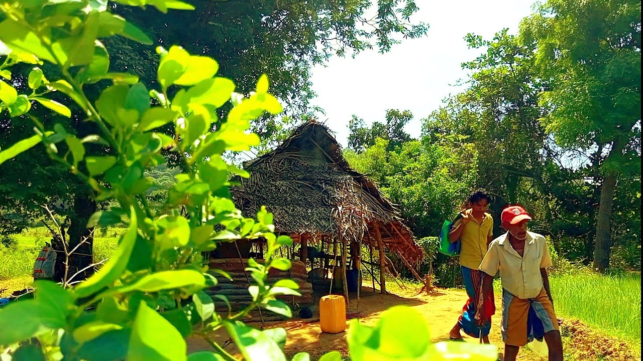 අපූරු තැනක් සොයා🍁🍀🌱☘️👌