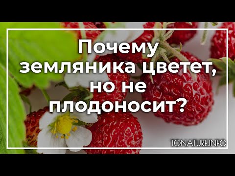 Почему земляника цветет, но не плодоносит? | toNature.Info