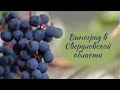Виноград в Свердловской области