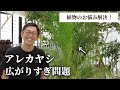 【植物のお悩み解決】アレカヤシが大きく育ちすぎた場合の対処法をご紹介します。