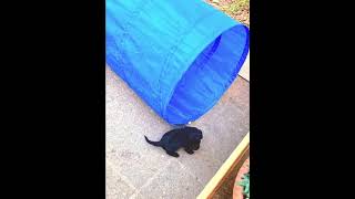 Assistenzhunde-Zuchtprogramm Welpenalarm Im Spieleparadies