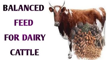 Balanced feed for dairy cattle / Balanced feed for dairy cows / Balanced feed for dairy animals