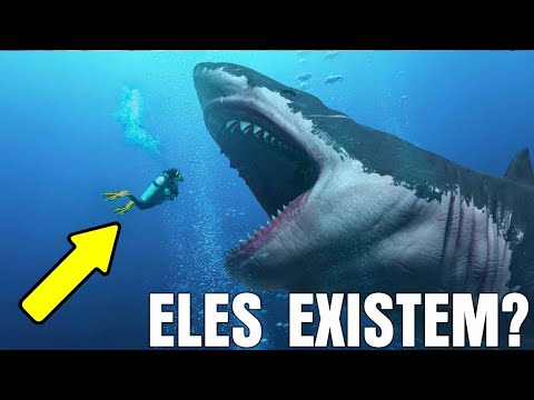 Vídeo: Os megalodontes têm ossos?