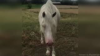 Видео про лошадей с живым звуком