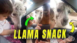 Precious Girl Hand Feeding a Friendly Llama in a Reserve by ViralSnare Rights Management 3,038 views 6 days ago 1 minute, 32 seconds