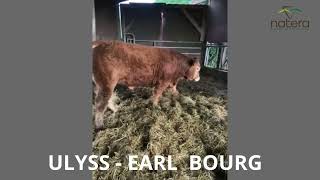 LOT 22   ULYSS   EARL BOURG