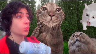 видео: Смешные видео с котами картинка: Смешные видео с котами