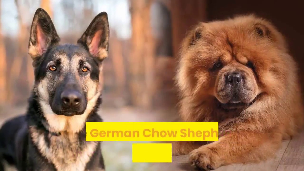 Weird Dog Breed Combinations YouTube