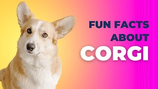 10 Fascinating Corgi Facts