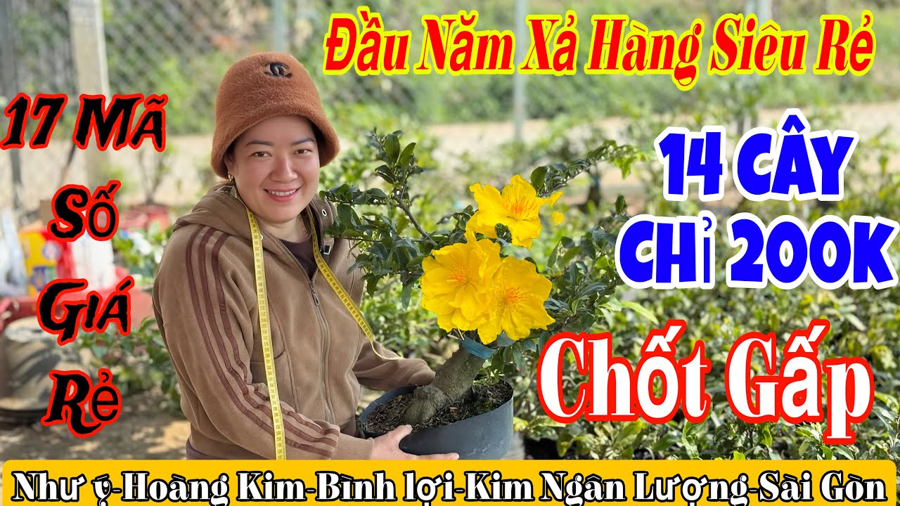 2/3 Vườn mới Khai trương giá siêu rẻ💥nhiều giống🌲như ý,bình lợi,cúc kim ngân lượng 🌲🌲🌲☎️ 0987353953