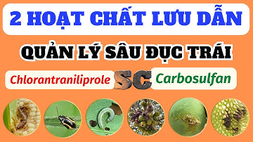2 hoạt chất lưu dẫn quản lý sâu đục trái: Chlorantraniliprole & Carbosulfan | Dạng SC an toàn