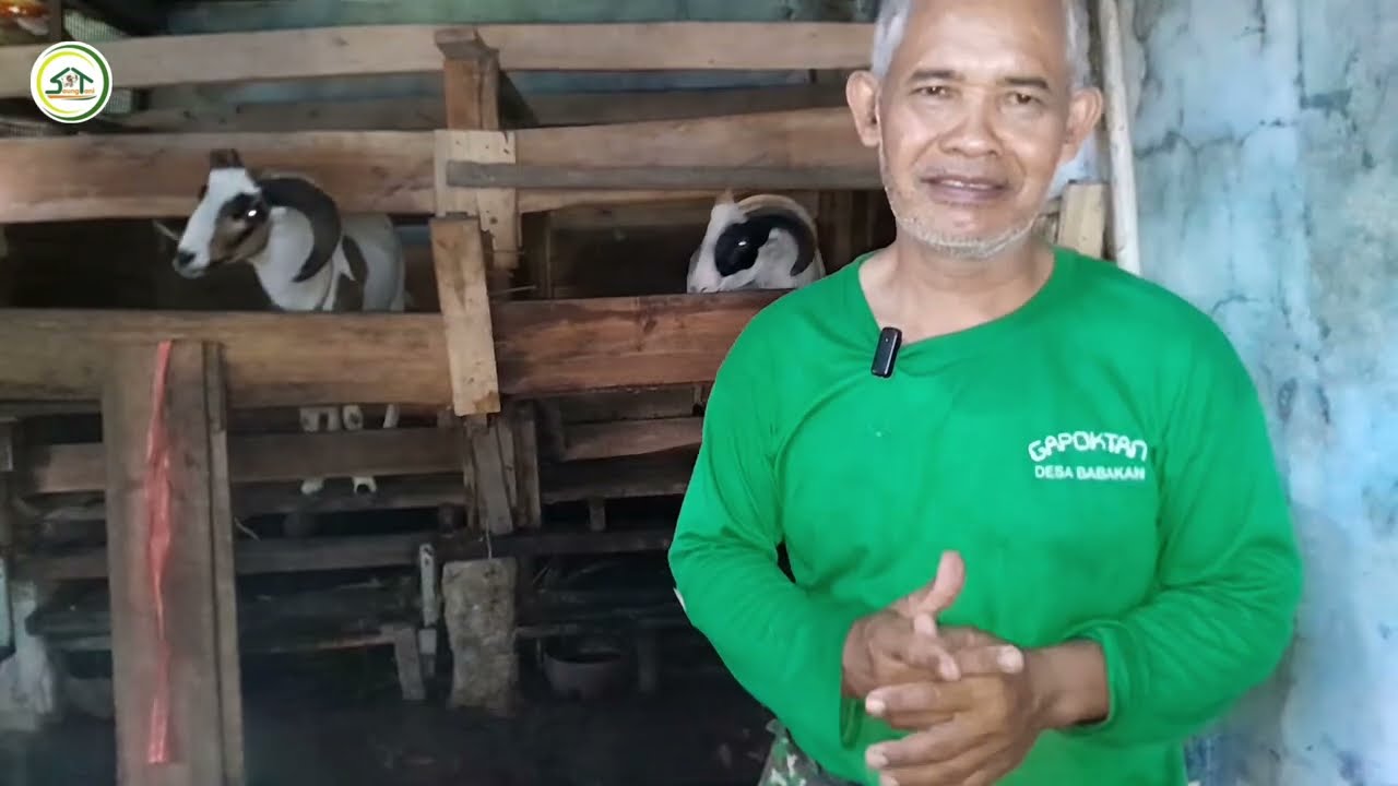 MEMBIAYAI KULIAH ANAK DARI HASIL BETERNAK DOGAR DI DRAMAGA BOGOR