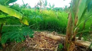 Hamparan Persawahan yang hijau subur yang Menyejukan Mata