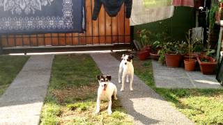 Fox Terrier Chileno Se Ríe A Carcajadas