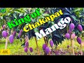 CHAKAPAT MANGO KING - The Most Satisfying Harvest and Taste Test