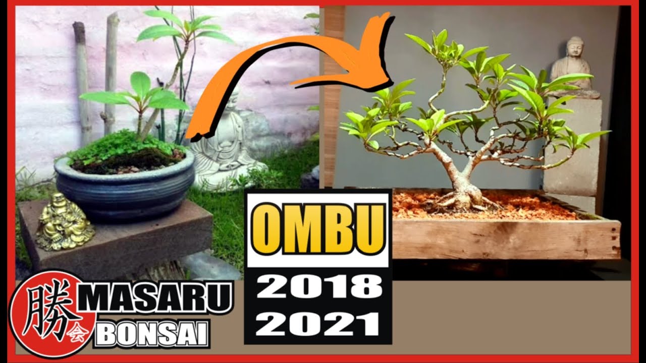 COMO HACER UN BONSAI DE OMBU - SUS PODAS Y CULTIVO - TODO MUY FÁCIL