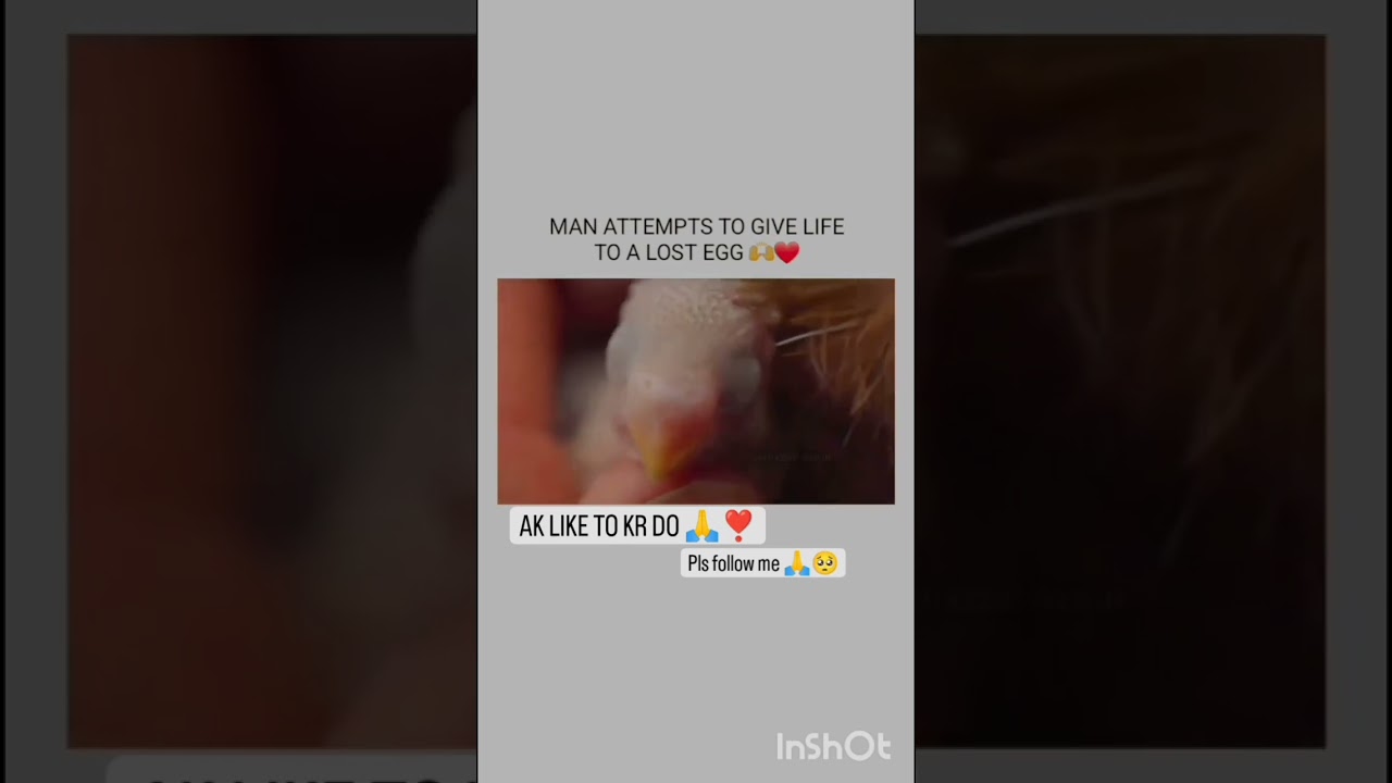 Man attempts to give life to a lost agg 💖💖/about to like kerdo please 