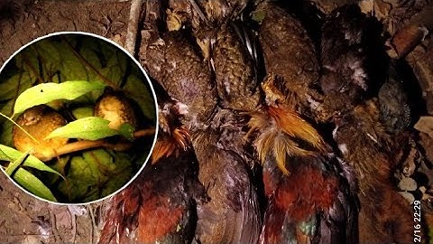 tua qaib qus tua yij pw