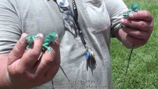 Blue Iguana Video