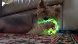 ВЛОГ Смешная игрушка для собак 🤣 / У мамы и тети / Весна !!! ❤️ 17.04.2018 ВЛОГ Смешная игрушка для собак 🤣 / У мамы и тети / Весна !!! ❤️ 17.04.2018