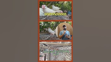 Fawn Sparrow Breeding tips , Java Sparrow , Java Finch , White Java , Silver Java