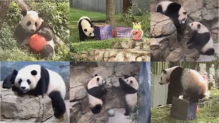2022-08-21 Xiao Qi Ji ~ Happy 2nd Birthday to Our Two-riffic Cubbie!