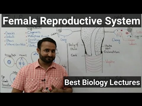 Female Reproductive System | Oogenesis | FSC Biology Book 2 Ch 19 Growth and Development