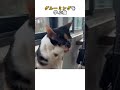 グルーミングを学んでいるところです