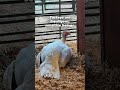 She Knows She’s Trapped 💔🦃